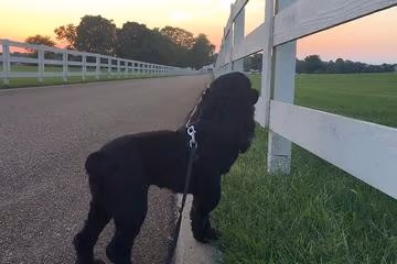 Katawba River K-9 Korral Dog Park